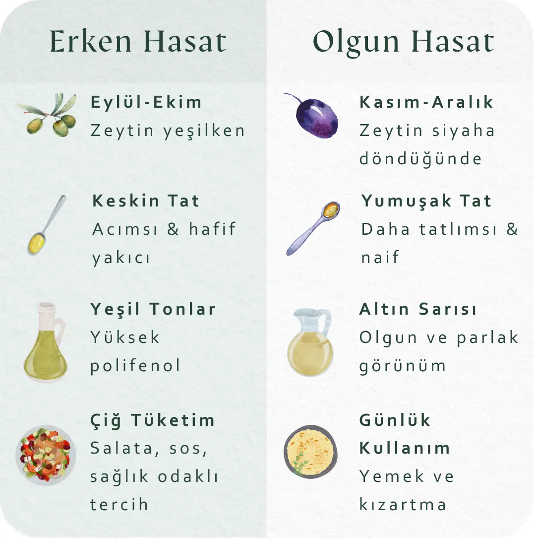 Natürel Sızma Zeytinyağı - Erken Hasat (Filtresiz Yeni Hasat: 2025 Ekim) Mavras Zeytin