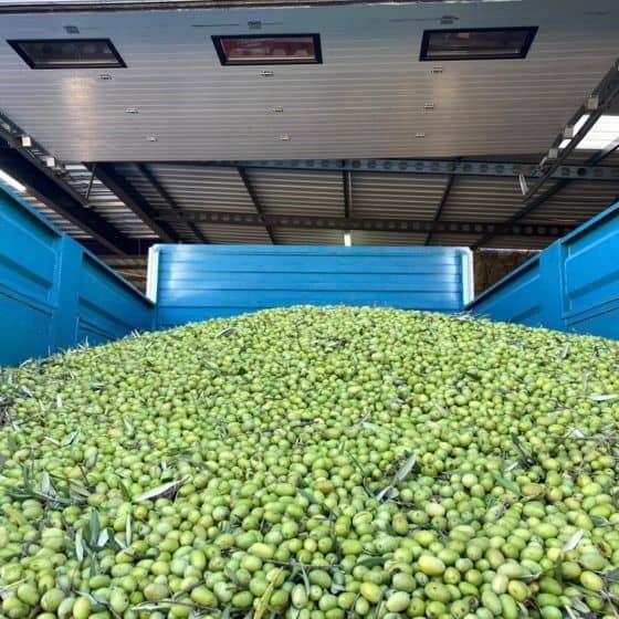 blog_2020-2021_erken_zeytin_hasadi_6