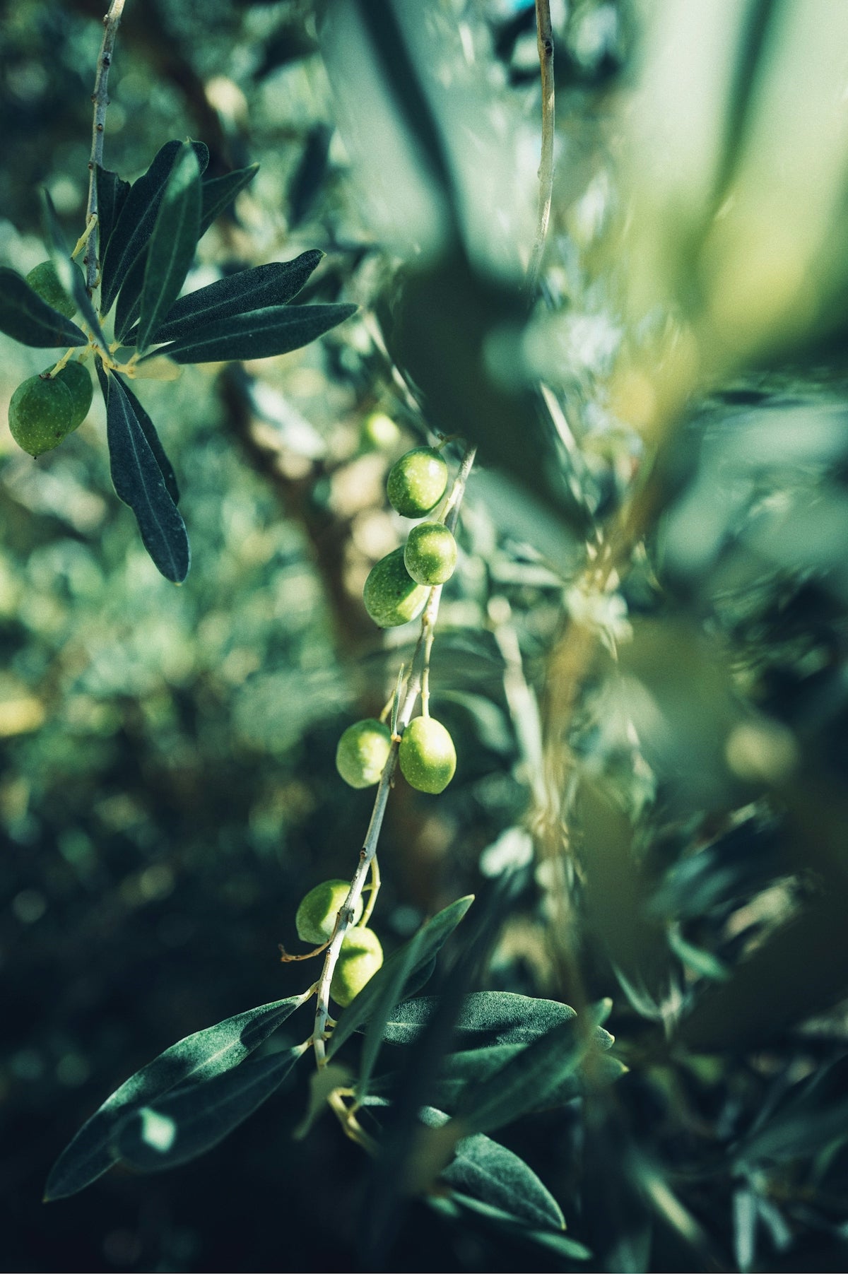 A close up of a plant with leaves and berries
