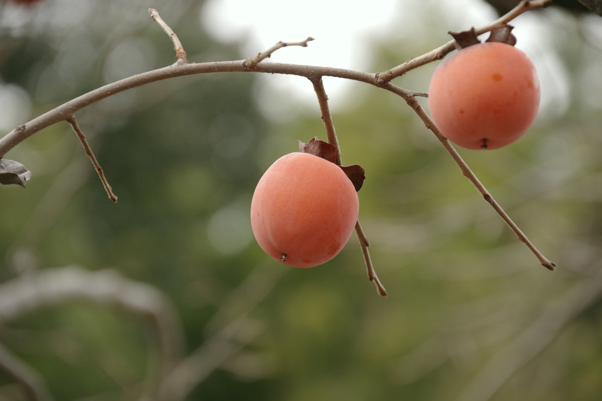 Two ripe persimmons hanging from a branch