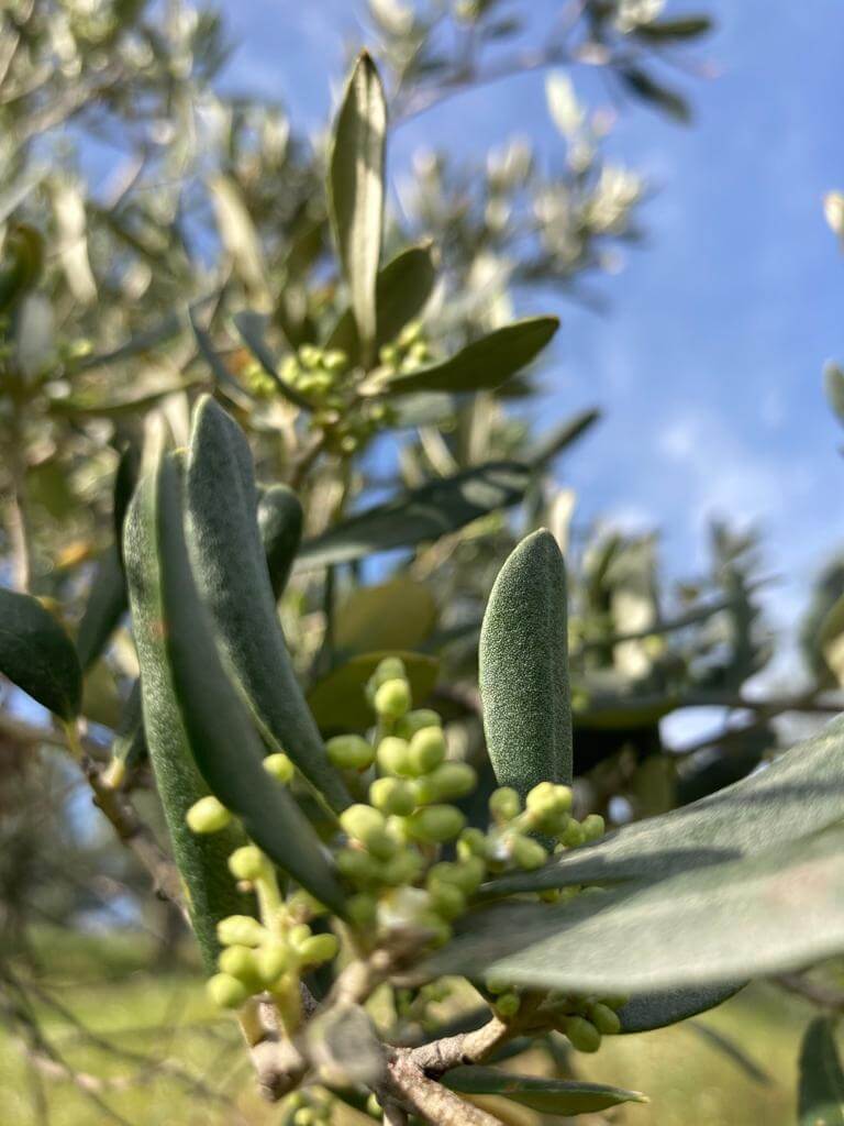 zeytin-agaci-nasil-beslenir