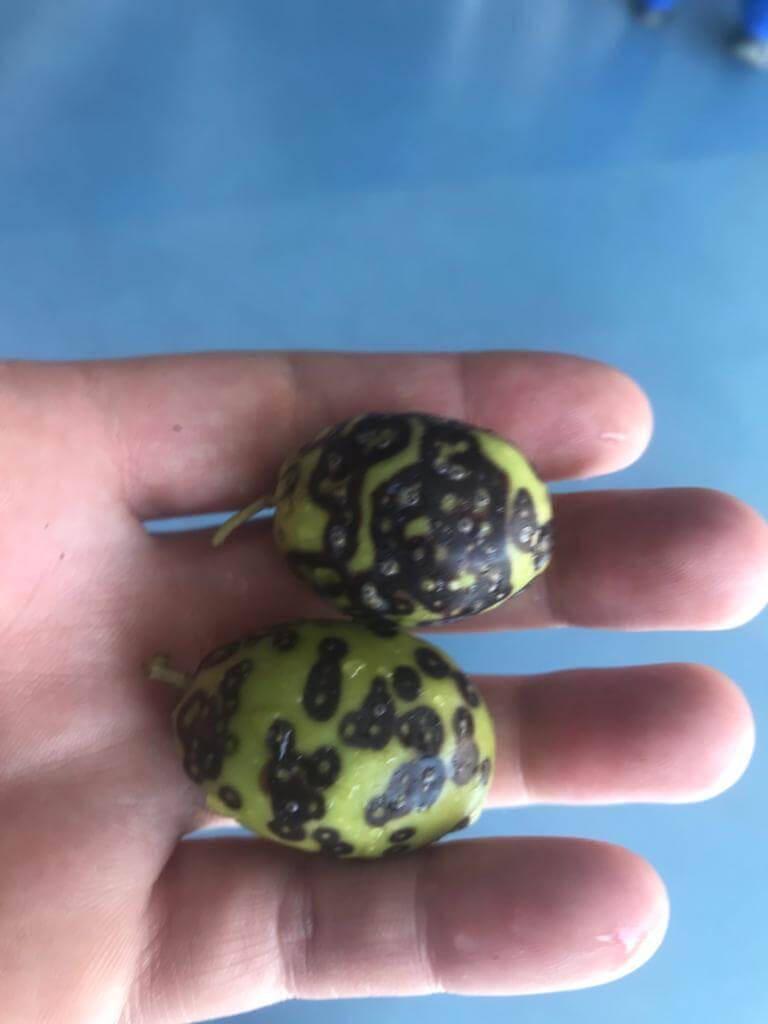 zeytin-guvesi