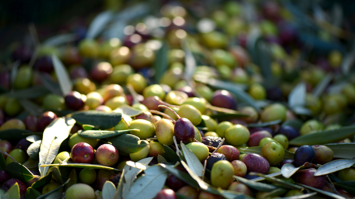 Zeytinler Mavras Zeytin