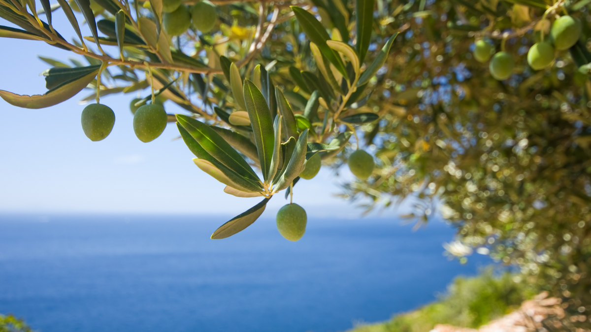 Zeytinyağı Mavras Zeytin