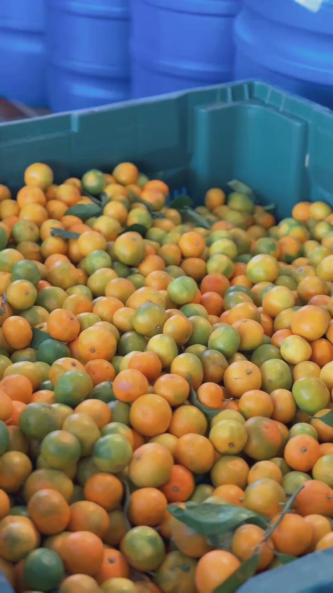 Mavras Mandalina Çeşnili Natürel Sızma Zeytinyağı | 2026 Erken Hasat | Edremit x Havran